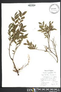 Vaccinium angustifolium image