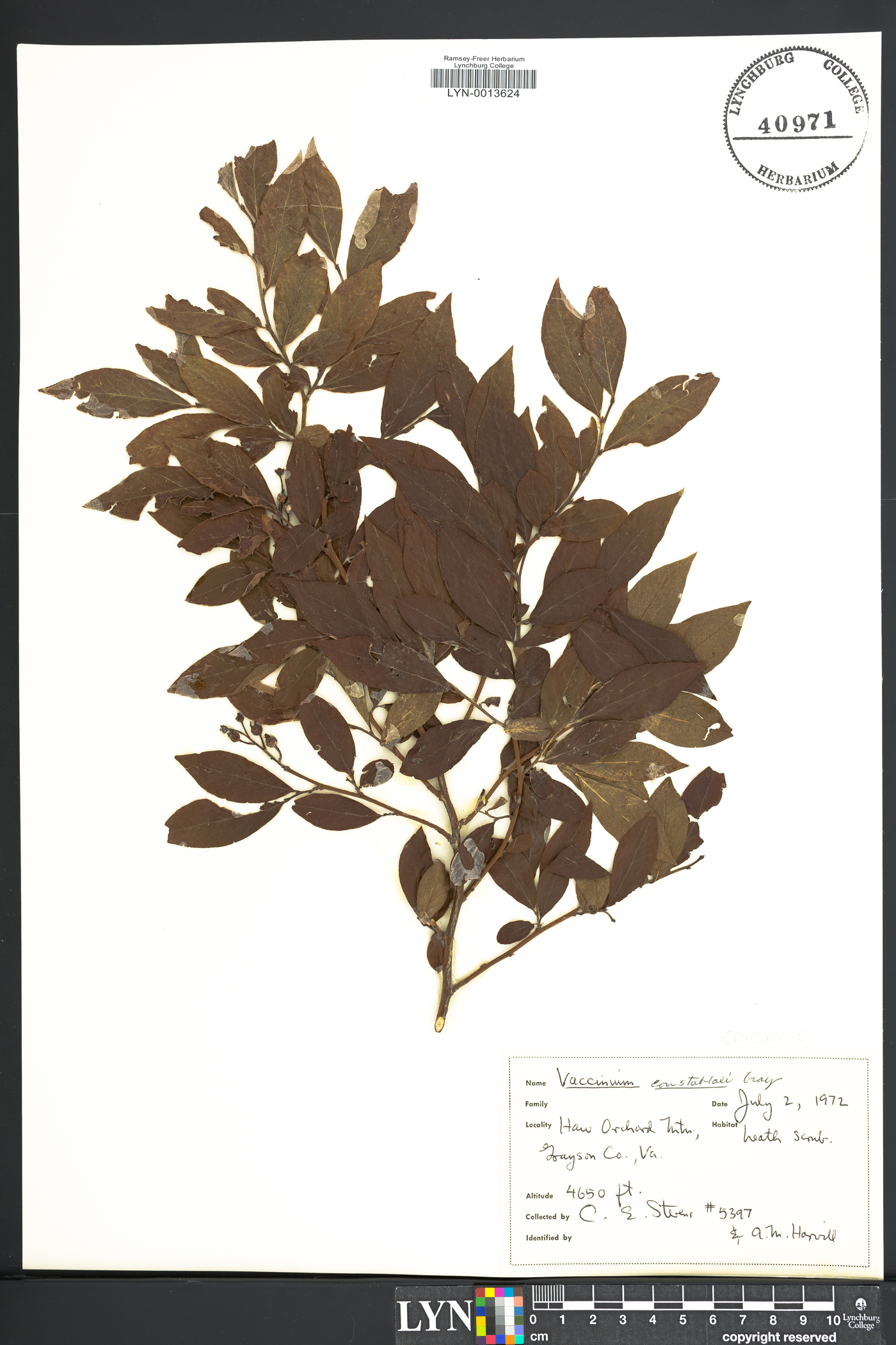 Vaccinium constablaei image