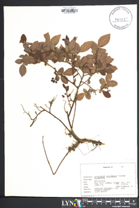 Vaccinium vacillans image