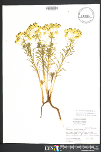 Euphorbia cyparissias image