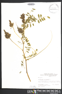 Astragalus canadensis image