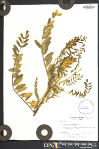 Astragalus canadensis image