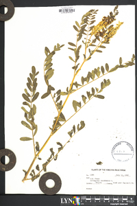 Astragalus canadensis image