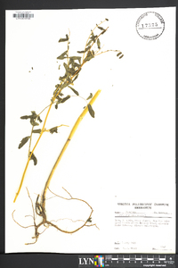 Astragalus canadensis image