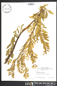 Astragalus canadensis image