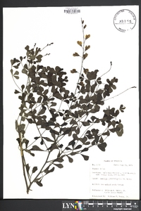 Baptisia tinctoria image