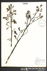 Baptisia tinctoria image