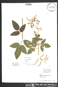 Desmodium canescens image