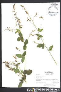 Desmodium canescens image