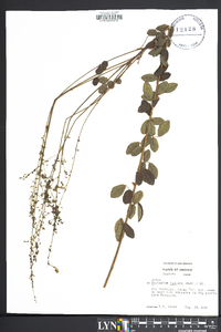 Desmodium ciliare image