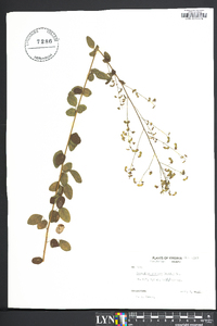 Desmodium ciliare image