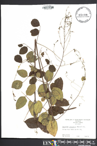 Desmodium laevigatum image