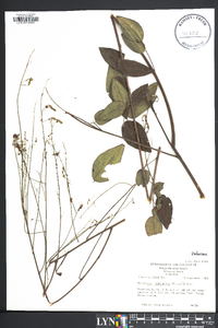 Desmodium laevigatum image