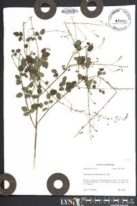 Desmodium marilandicum image