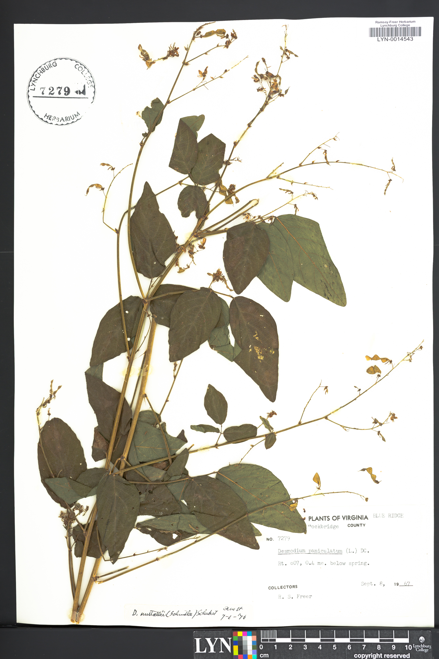 Desmodium nuttallii image