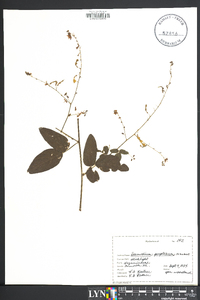 Desmodium perplexum image