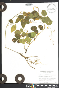 Desmodium rotundifolium image