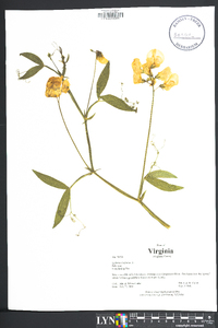 Lathyrus latifolius image