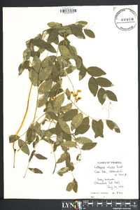 Lathyrus venosus image