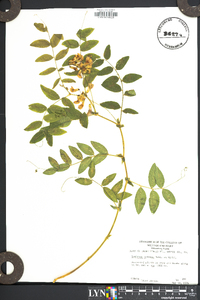 Lathyrus venosus image