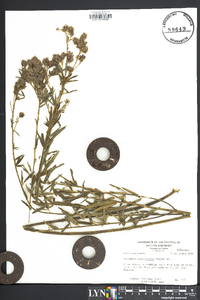 Lespedeza angustifolia image