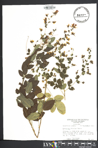 Lespedeza bicolor image