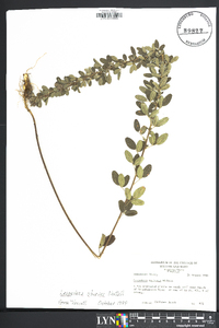 Lespedeza capitata image