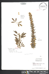 Lespedeza cuneata image