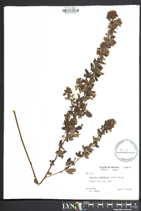 Lespedeza intermedia image