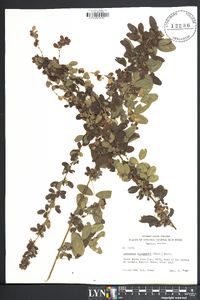 Lespedeza intermedia image