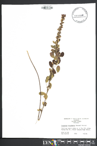 Lespedeza intermedia image