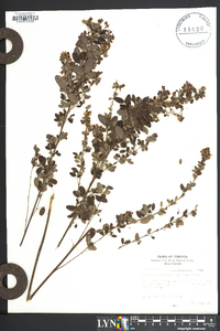 Lespedeza intermedia image