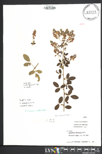 Lespedeza × nuttallii image