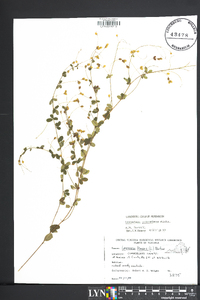 Lespedeza procumbens image