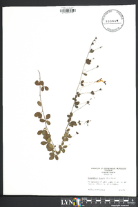 Lespedeza repens image