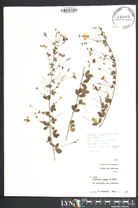 Lespedeza repens image