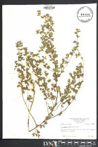 Lespedeza stipulacea image