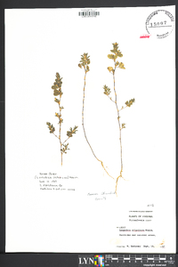 Lespedeza stipulacea image