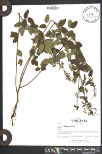 Lespedeza violacea image