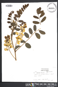 Robinia hispida image