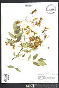 Sophora japonica image