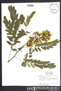 Senna hebecarpa image