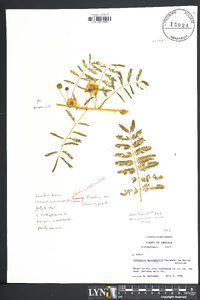 Mimosa microphylla image