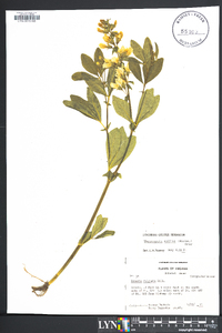 Thermopsis mollis image