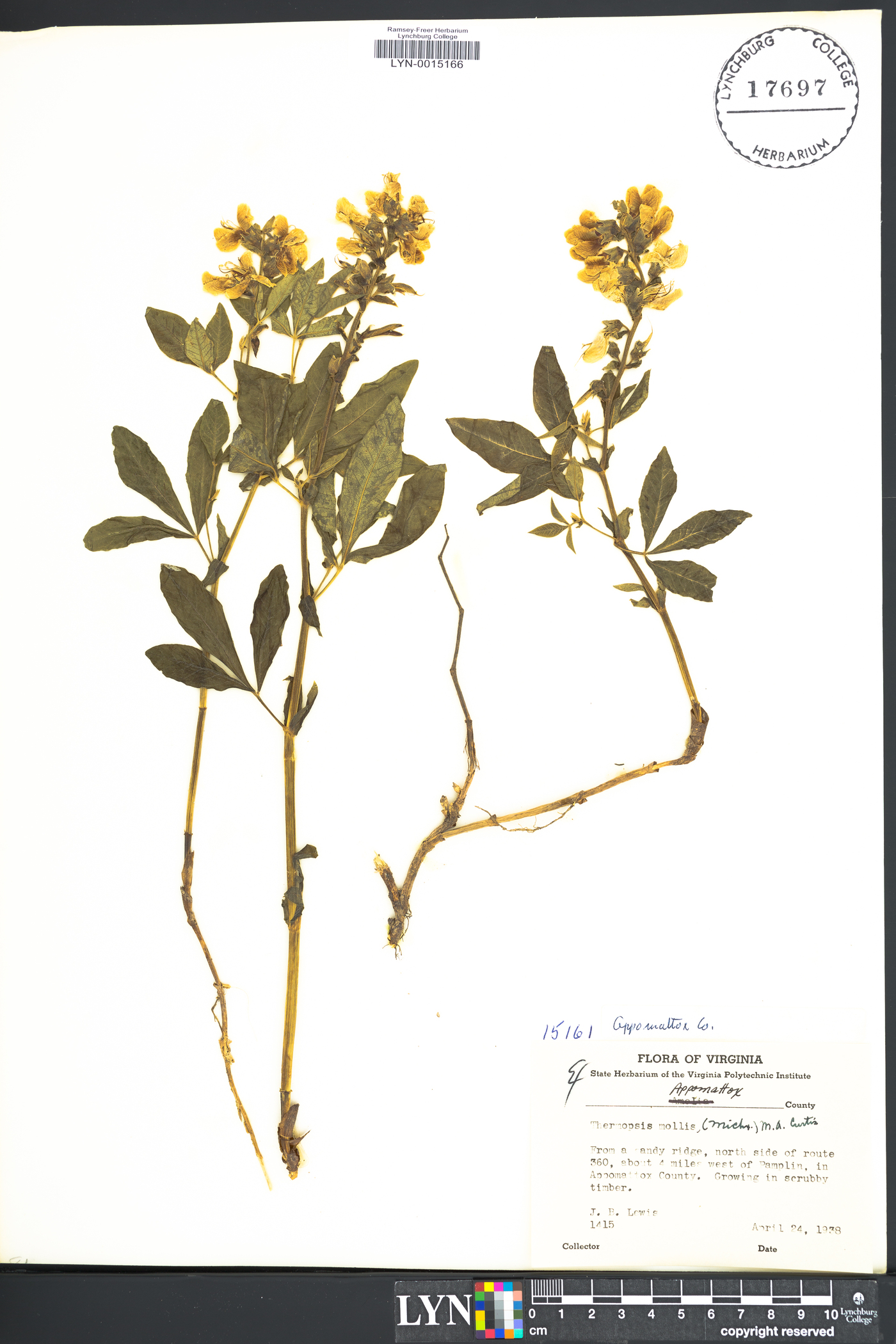 Thermopsis mollis image