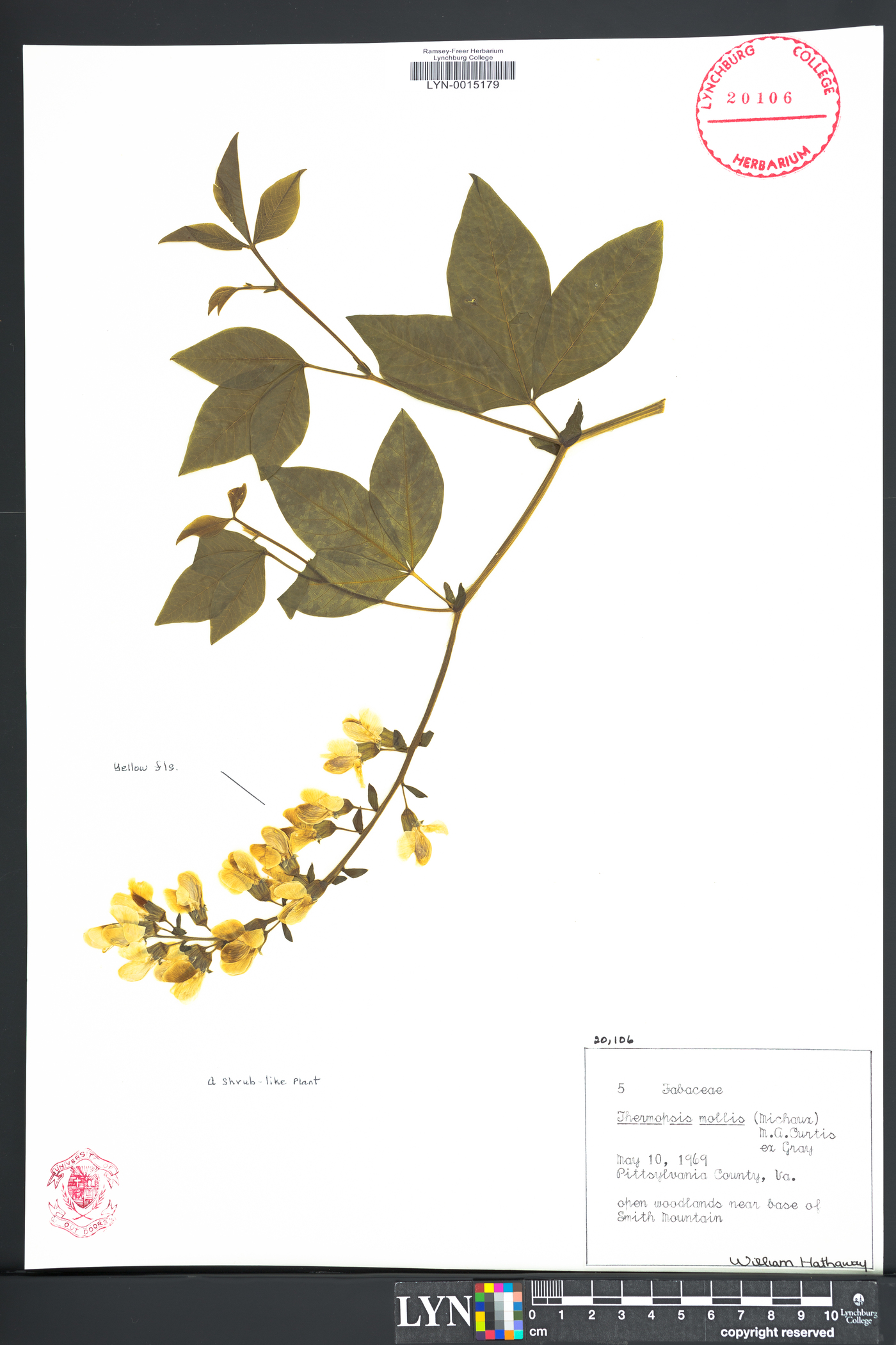 Thermopsis mollis image