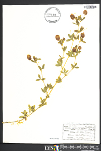 Trifolium aureum image