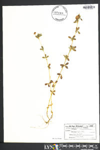 Trifolium aureum image