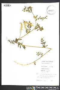 Vicia caroliniana image