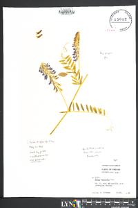 Vicia villosa subsp. varia image